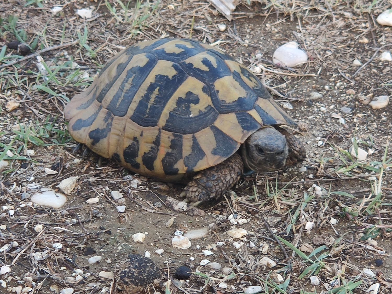 Schildkröte1